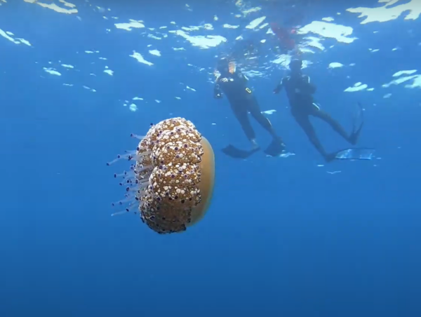 Buceo Cala Deià - Imagen 3