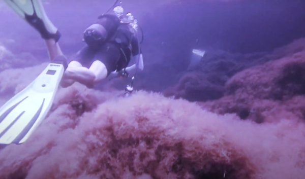 Buceo Cala Mondragó - Imagen 2