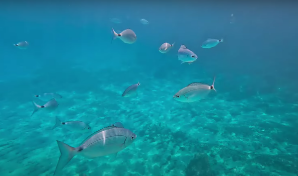 Buceo Cala Mondragó - Imagen 3