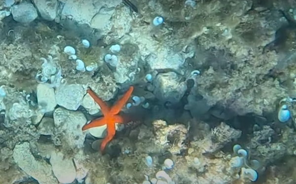 Buceo Cala Mondragó - Imagen 5