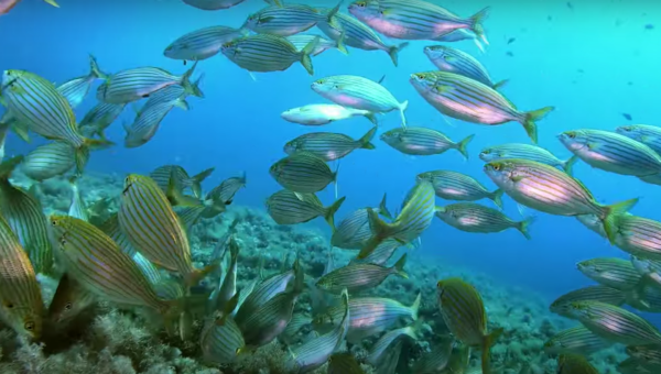 Buceo Cala Pi - Imagen 6