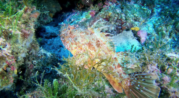 Buceo Cala Pi - Imagen 4