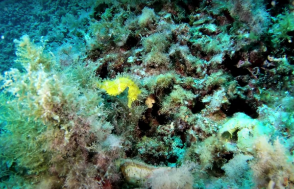 Buceo Cala Pi - Imagen 5