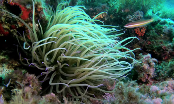 Buceo Cala Pi - Imagen 2