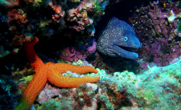 Buceo Cala Santanyí - Imagen 2