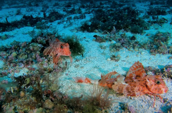 Buceo Cala Santanyí - Imagen 4
