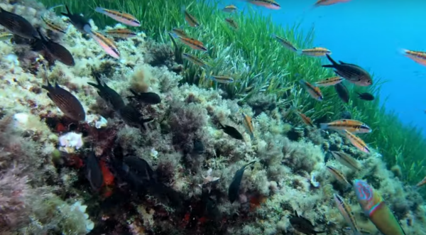 Buceo Cala Santanyí - Imagen 6