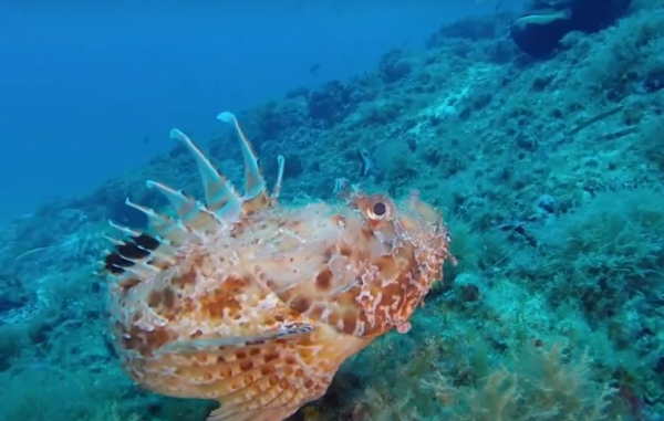 Buceo El Toro - Imagen 5