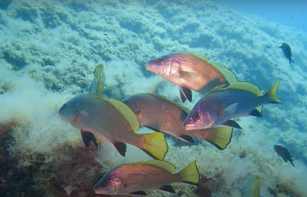 Buceo El Toro - Imagen 3