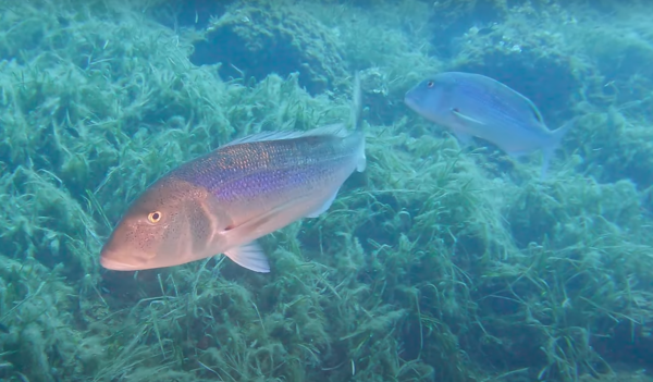 Buceo El Toro - Imagen 6