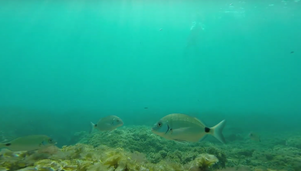 Buceo Cap de Ses Salines - Imagen 2