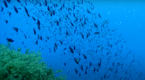 Buceo Punta des Capellans - Imagen 4