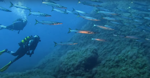 Buceo Punta des Capellans - Imagen 2